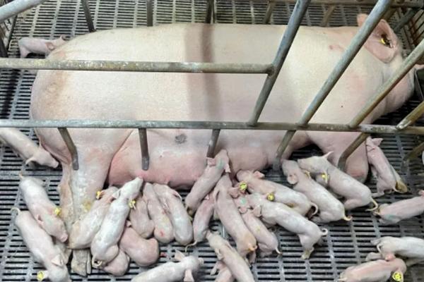 母猪难产死胎怎么办，注射催产素可以起到助产效果