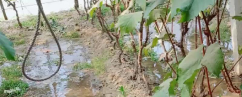 如何对葡萄灌水