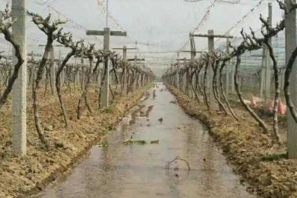 如何对葡萄灌水，落花后每隔5-6天灌一次