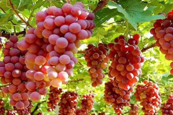 如何对葡萄灌水，落花后每隔5-6天灌一次