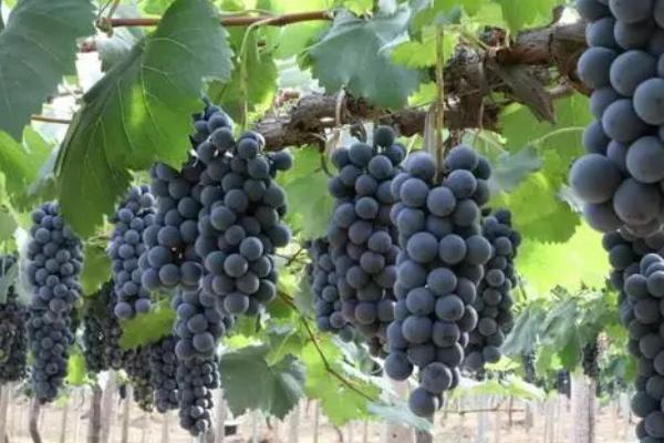 如何对葡萄灌水，落花后每隔5-6天灌一次