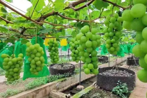 如何对葡萄灌水，落花后每隔5-6天灌一次