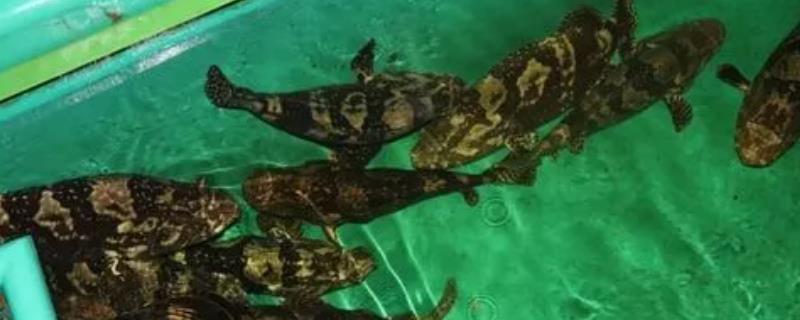 养殖石斑鱼的要求