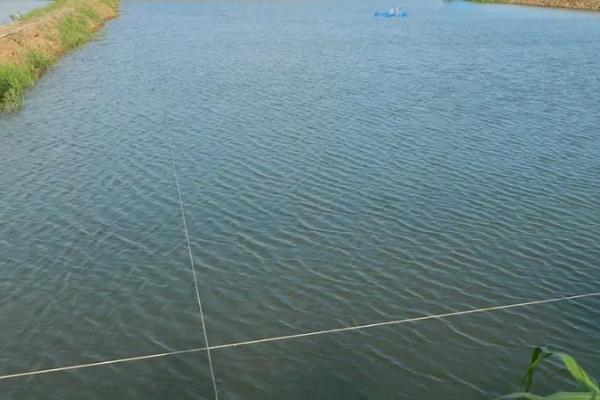 养殖石斑鱼的要求,需选择有活力、身体无太多损伤的鱼苗作为养殖对象