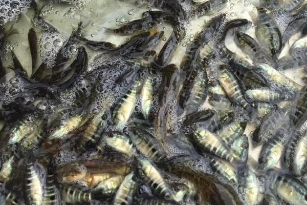 养殖石斑鱼的要求,需选择有活力、身体无太多损伤的鱼苗作为养殖对象