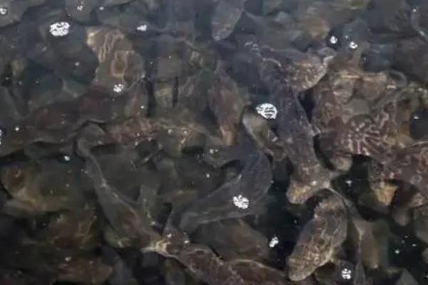 养殖石斑鱼的要求,需选择有活力、身体无太多损伤的鱼苗作为养殖对象