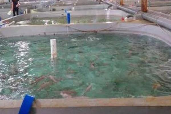 养殖石斑鱼的要求,需选择有活力、身体无太多损伤的鱼苗作为养殖对象