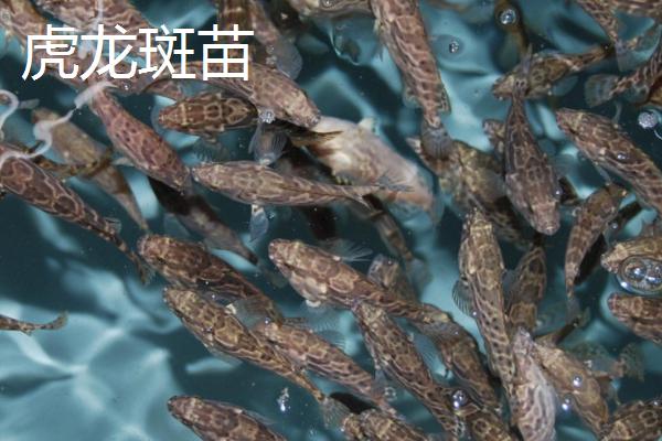 养殖石斑鱼的要求,需选择有活力、身体无太多损伤的鱼苗作为养殖对象