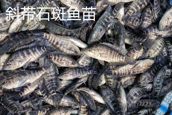 养殖石斑鱼的要求,需选择有活力、身体无太多损伤的鱼苗作为养殖对象