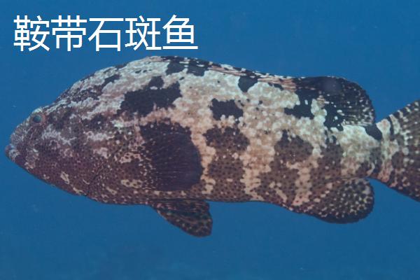 养殖石斑鱼的要求,需选择有活力、身体无太多损伤的鱼苗作为养殖对象