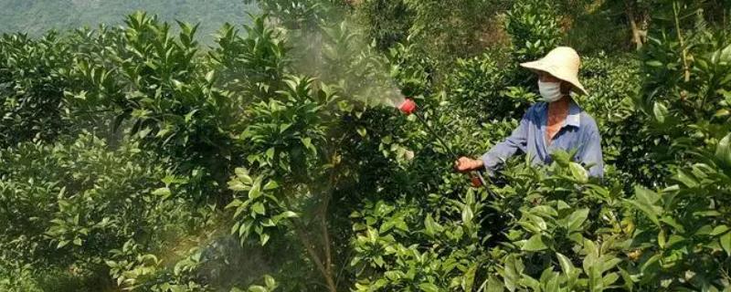 怎么防治脐橙吸果夜蛾