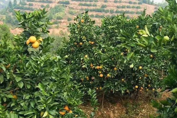 怎么防治脐橙吸果夜蛾,可在果园内放置杀虫灯诱杀成虫