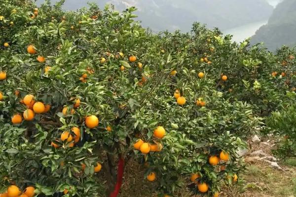 怎么防治脐橙吸果夜蛾,可在果园内放置杀虫灯诱杀成虫