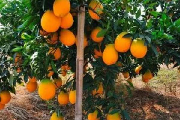 怎么防治脐橙吸果夜蛾,可在果园内放置杀虫灯诱杀成虫