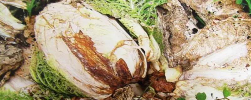 大白菜软腐病如何防治