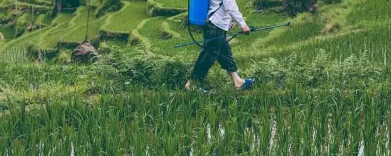 稻田打药后过多久下雨不影响药效