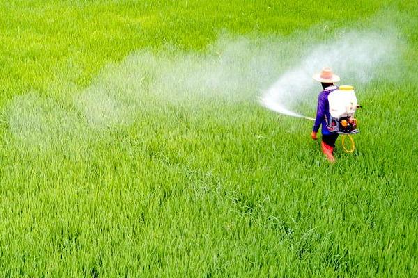 稻田打药后过多久下雨不影响药效,经过4-5小时后再下雨对药效无影响
