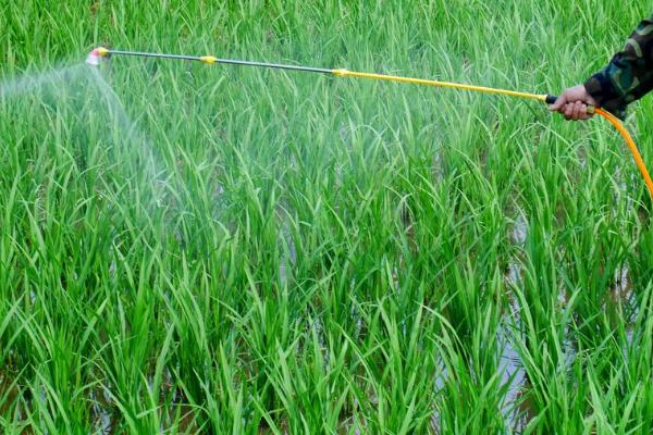 稻田打药后过多久下雨不影响药效,经过4-5小时后再下雨对药效无影响