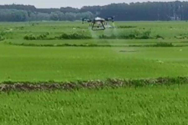 稻田打药后过多久下雨不影响药效,经过4-5小时后再下雨对药效无影响