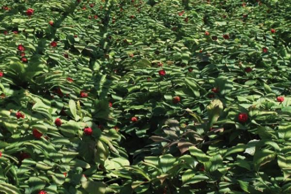 红参几年可以收获,一般6年可收获