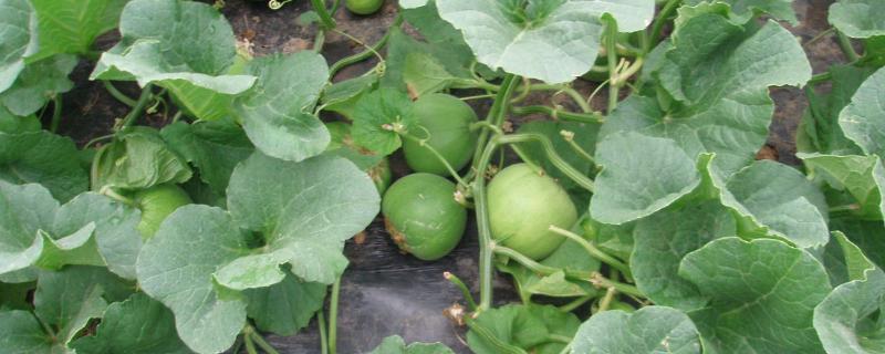 种甜瓜施什么肥