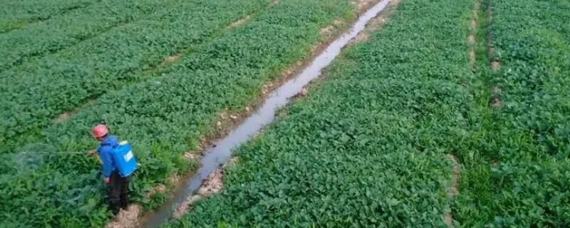 开春后怎么对油菜施肥