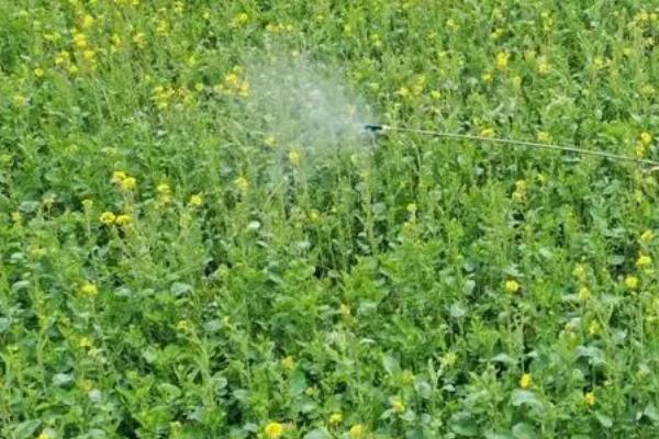 开春后怎么对油菜施肥，薹高3-5厘米时可亩施750-1000公斤人粪尿