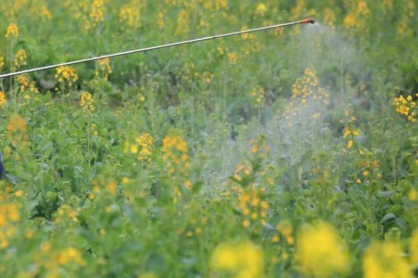 开春后怎么对油菜施肥，薹高3-5厘米时可亩施750-1000公斤人粪尿