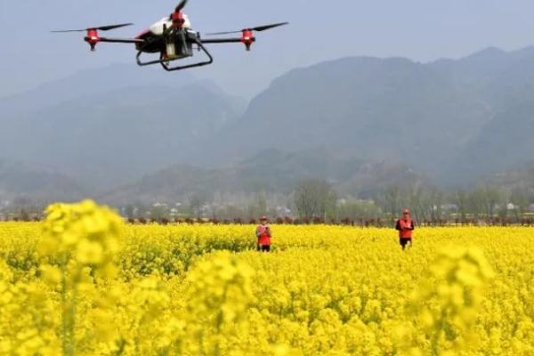 开春后怎么对油菜施肥，薹高3-5厘米时可亩施750-1000公斤人粪尿