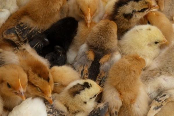 鸡怕冷吗，雏鸡一般怕冷