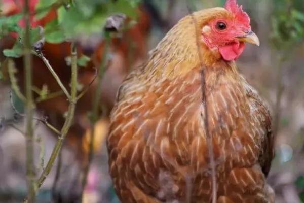 鸡怕冷吗，雏鸡一般怕冷