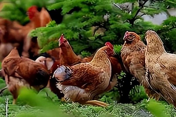 鸡怕冷吗，雏鸡一般怕冷