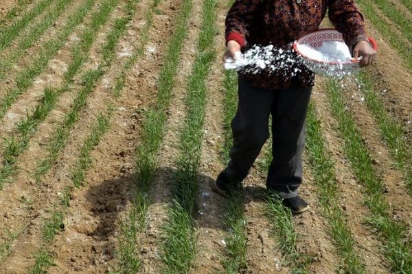 怎么使用稀土微肥,兑水溶解后、喷施至种子上即可