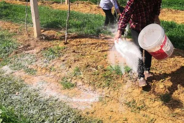 怎么使用稀土微肥,兑水溶解后、喷施至种子上即可