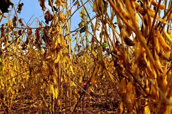 合丰50大豆品种介绍,出苗至成熟需115天左右