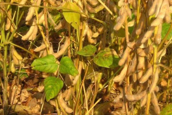 合丰50大豆品种介绍,出苗至成熟需115天左右