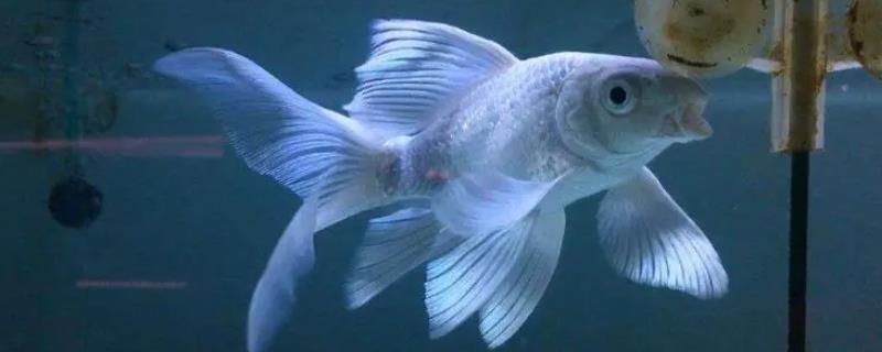 蝴蝶鲤烂尾的原因