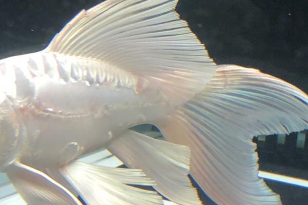 蝴蝶鲤烂尾的原因，养殖数量太多或没有及时换水均会导致