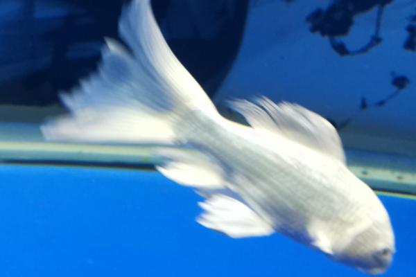 蝴蝶鲤烂尾的原因，养殖数量太多或没有及时换水均会导致