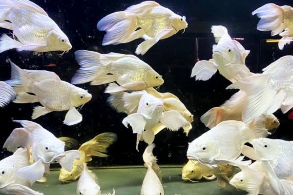 蝴蝶鲤烂尾的原因，养殖数量太多或没有及时换水均会导致