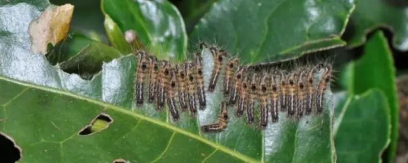 有哪些鳞翅目害虫