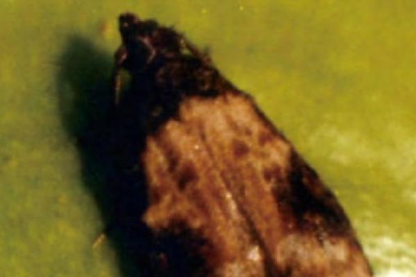 有哪些鳞翅目害虫,包括桃蛀果蛾、茶毛虫、大豆食心虫等种类