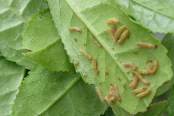 有哪些鳞翅目害虫,包括桃蛀果蛾、茶毛虫、大豆食心虫等种类