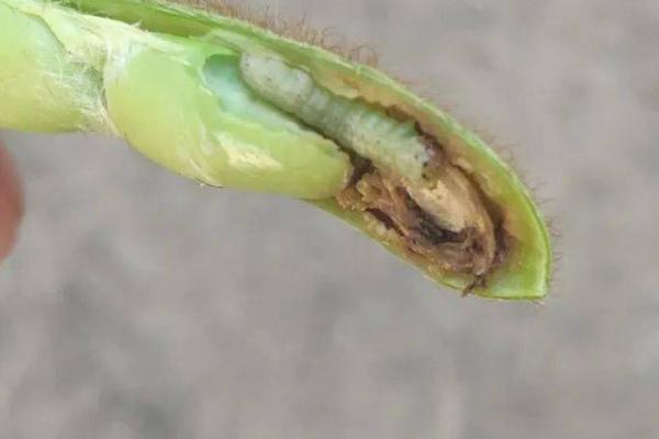 有哪些鳞翅目害虫,包括桃蛀果蛾、茶毛虫、大豆食心虫等种类