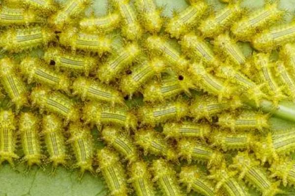 有哪些鳞翅目害虫,包括桃蛀果蛾、茶毛虫、大豆食心虫等种类