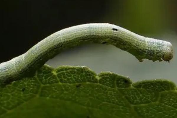 有哪些鳞翅目害虫,包括桃蛀果蛾、茶毛虫、大豆食心虫等种类