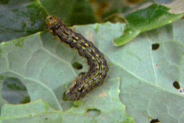 有哪些鳞翅目害虫,包括桃蛀果蛾、茶毛虫、大豆食心虫等种类