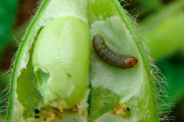 有哪些鳞翅目害虫,包括桃蛀果蛾、茶毛虫、大豆食心虫等种类