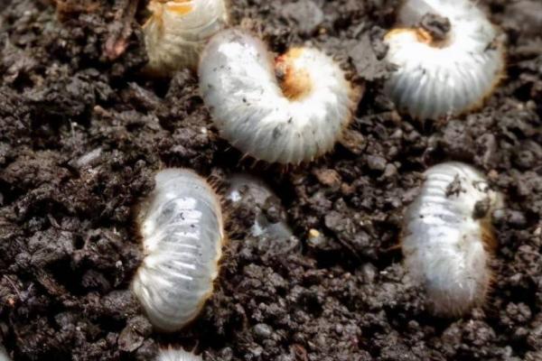 有哪些鳞翅目害虫,包括桃蛀果蛾、茶毛虫、大豆食心虫等种类