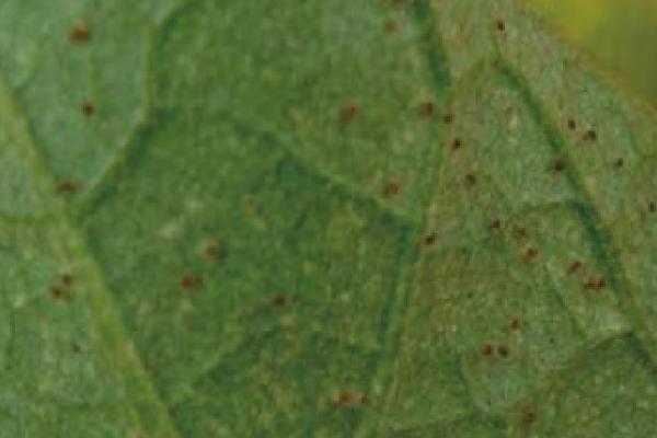 有哪些鳞翅目害虫,包括桃蛀果蛾、茶毛虫、大豆食心虫等种类